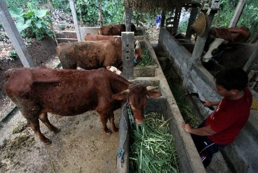 Salah satu peternakan sapi potong di Kediri, Jawa Timur.
