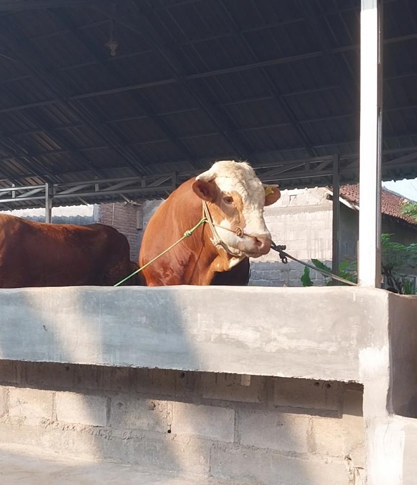 Salah satu sapi di Kelompok Ternak Mekar Sari, Gandekan Tlogoadi, Mlati, Sleman yang diikutkan seleksi hewan kurban Presiden Joko Widodo.