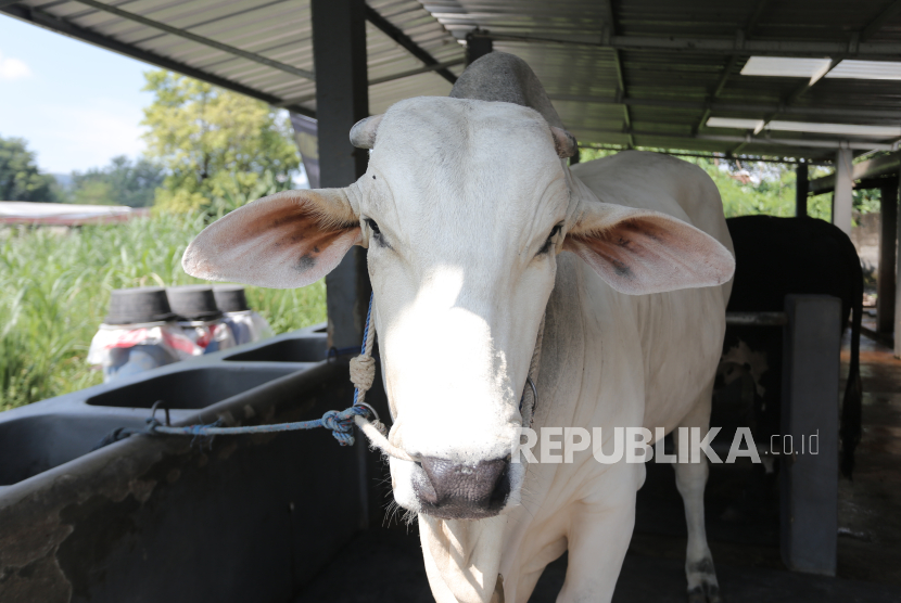 Salah satu sapi kurban dari Presiden Prabowo Subianto untuk Daerah Istimewa Yogyakarta. 