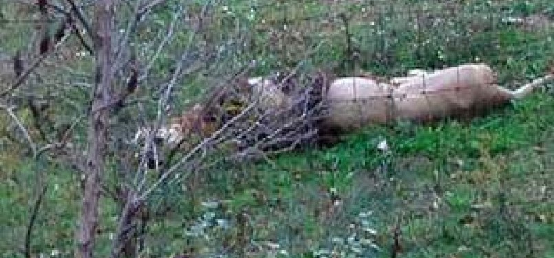 Salah satu singa afrika jantan yang ditembak mati di Ohio