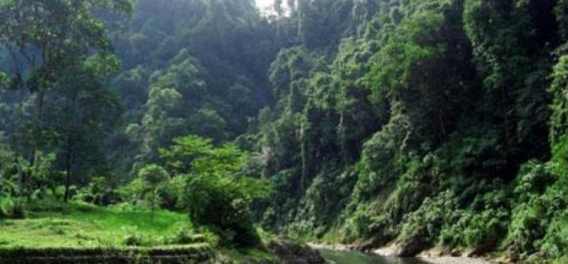 Salah satu sudut Taman Nasional Gunung Leuser, di Provinsi Sumatera Utara.