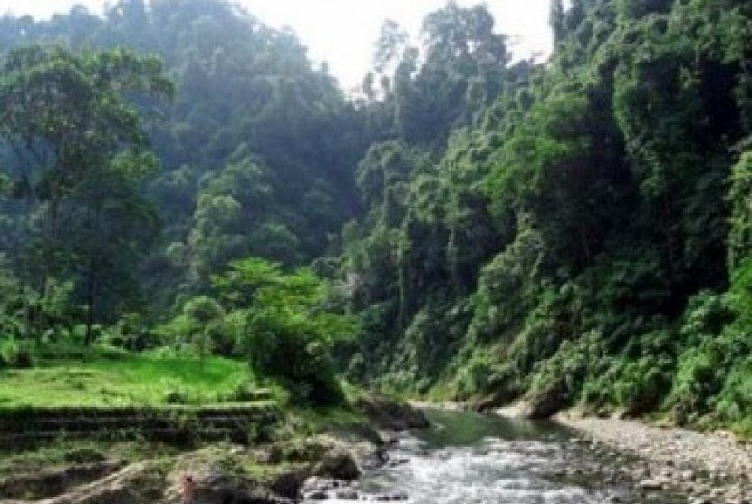 Salah satu sudut Taman Nasional Gunung Leuser, di Provinsi Sumatera Utara.