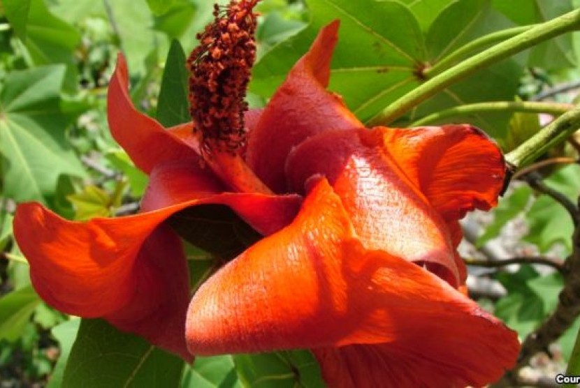 Salah satu tanaman bunga langka yang ada di Hawaii yang dimanfaatkan penduduk lokal untuk mewarnai jala ikan 