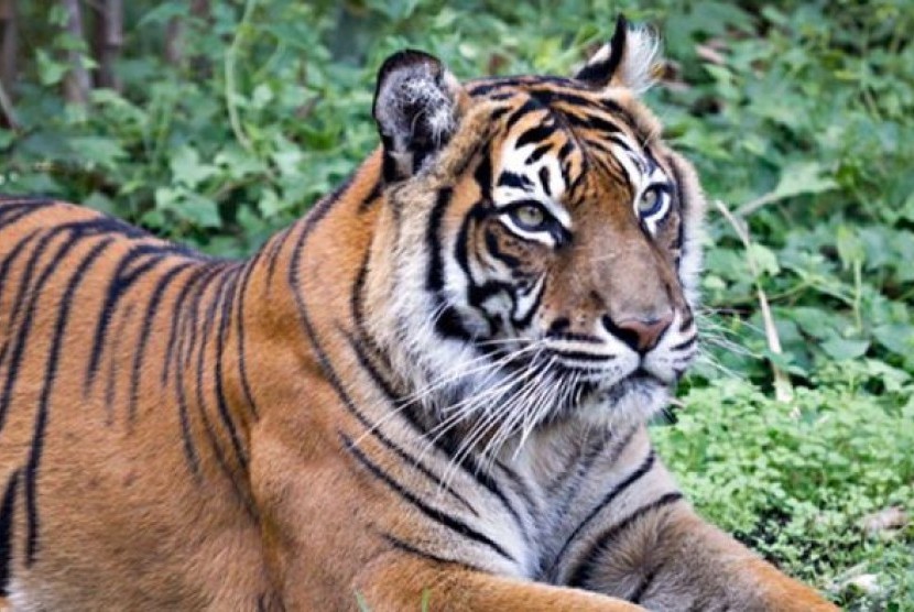 Salah satu turunan Setia, Melati, yang belum lama ini melahirkan anak-anaknya di kebun binatang London Zoo. 