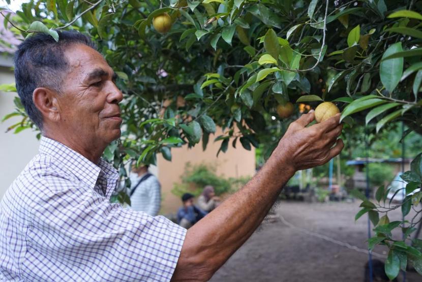 Salah satu warga tengah memetik buah pala di kebun pala yang ada di Halut, Maluku Utara.