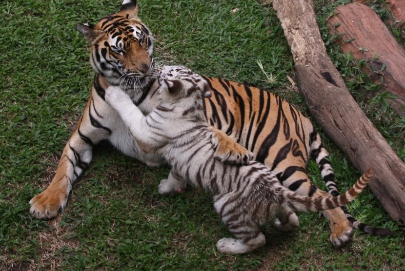 Salah seekor dari dua bayi harimau putih (Panthera tigris tigris) berusia tiga bulan yang diberi nama Anjani bermain dengan induknya di kandang predator di Jatim Park II, Batu, Jawa Timur, Rabu (29/6).
