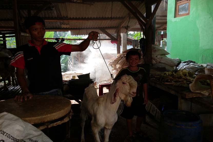 Salah seekor kambing yang dijual oleh H M Nasik di Sawangan, Depok, Jawa Barat.