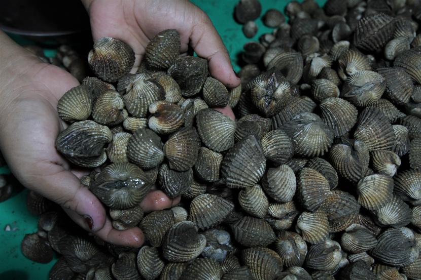 Ilustrasi limbah kerang.