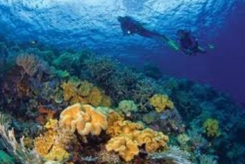 Salah seorang penyelam menikmati keindahan bawah laut Wakatobi (ilustrasi)