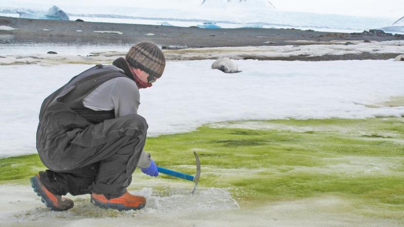 Salju berwarna hijau menyelimuti es di Antartika dampak dari perubahan iklim (Foto: green snow)