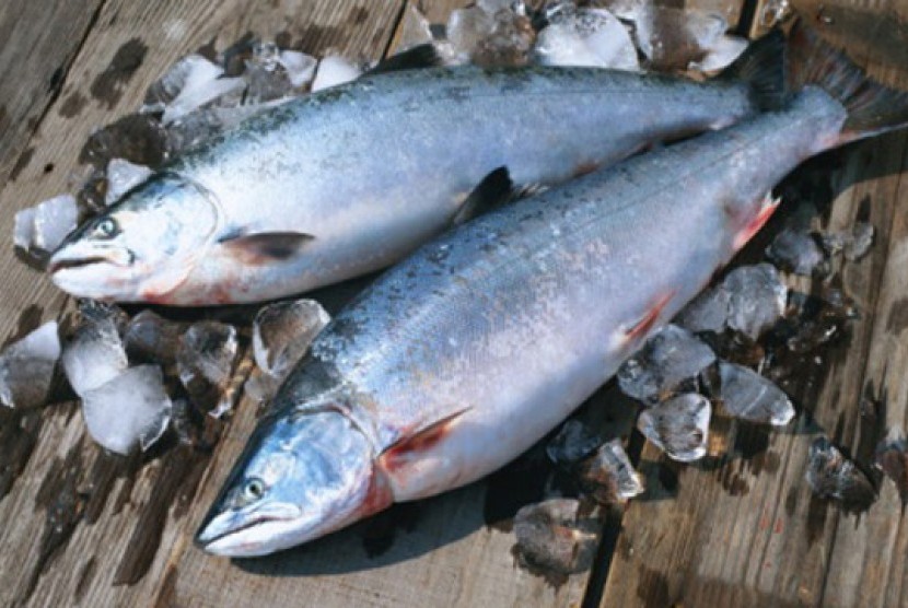 salmon raksasa