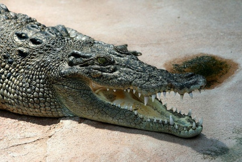 Saltwater crocodile (illustration)