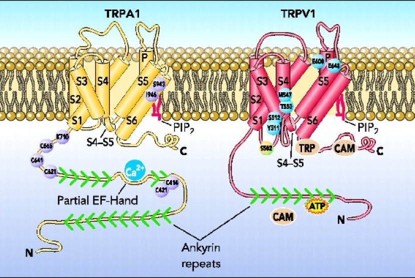 Saluran TRPA1 yang ada di sel-sel Cacing
