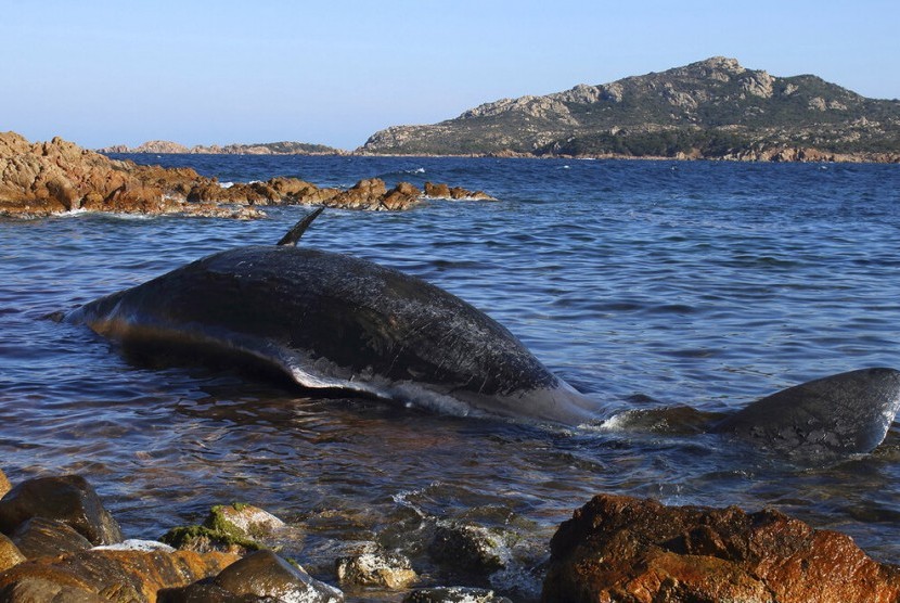 Sampah Plastik. Bangkai ikan paus sperma yang terdampar di perairan Porto Cervo, Pulau Sardinia, Italia. Dalam perut paus ditemukan 22 kg sampah plastik.