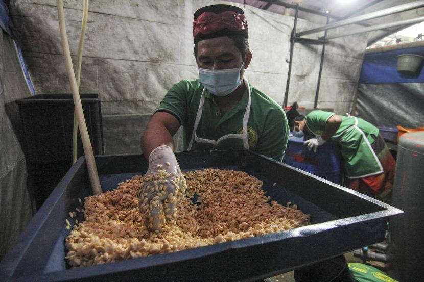 Santri mengolah biji kedelai untuk bahan tempe (ilustrasi). Harga kedelai impor di Kabupaten Kudus, Jawa Tengah, pekan ini mengalami penurunan menjadi Rp 11.300 per kilogram, dari harga jual sebelumnya mencapai Rp 11.500 per kg.
