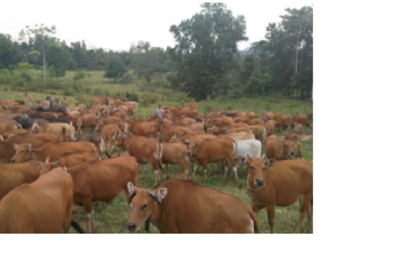 Lebih 70 persen pakan ternak ruminansia (termasuk di dalamnya sapi) terdiri dari hijauan.