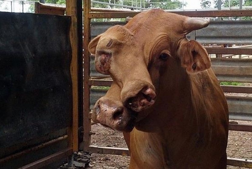 Sapi berwajah dua di Queensland, Australia