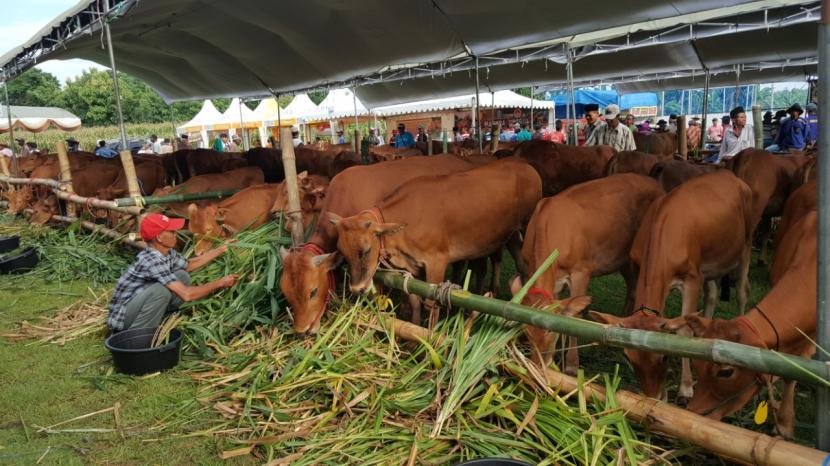  Kementerian Pertanian (Kementan) melalui Direktorat Jenderal Peternakan dan Kesehatan Hewan (Ditjen PKH) terus berupaya meningkatkan ketahanan pangan, sekaligus kecukupan protein hewani di tengah pandemi covid-19. Salah satu upaya akselerasinya adalah peningkatan populasi sapi dan produksi daging sapi melalui  Program Kegiatan Pengembangan 1.000 Desa Sapi.