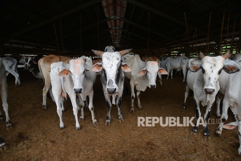  Sapi di Balai Karantina yang berada di Kelurahan Hambala, Kota Waingapu, Provinsi Nusa Tenggara Timur, Rabu (3/2). (Republika/Raisan Al Farisi)