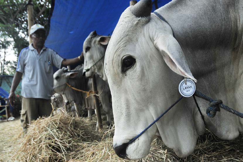 Sapi (ilustrasi). Tim kesehatan hewan Dinas Pertanian, Perkebunan dan Peternakan (Distanbunak) Kabupaten Aceh Tamiang, mengambil sampel darah 445 ekor sapi dalam upaya pencegahan penyakit brucellosis (keguguran).