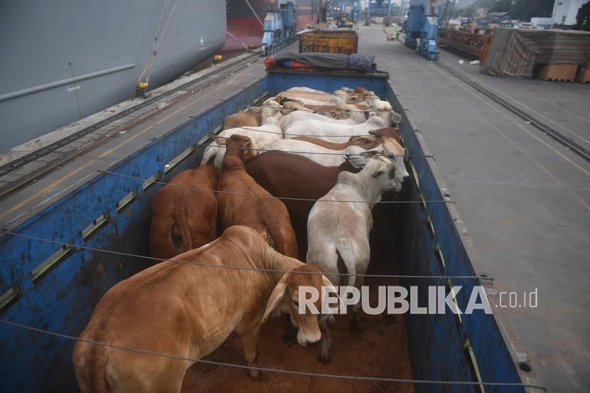 Sapi impor dari Australia berada di dalam truk usai diturunkan dari kapal di Pelabuhan Tanjung Priok, Jakarta, Kamis (15/4/2021). Pemerintah membuka peluang untuk melakukan importasi sapi bakalan selain dari Australia yang saat ini menjadi pemasok tnggal bagi Indonesia.