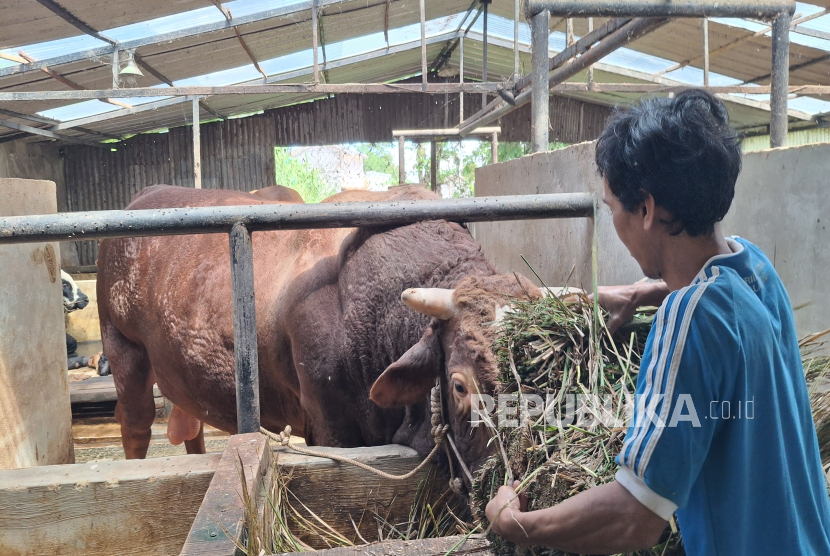 Sapi Jenis Limosin Milik Peternak Asal Kampung Barunyatuh, Desa Pasirlangu, Kecamatan Cisarua, Kabupaten Bandung Barat yang Dibeli Presiden Prabowo Subianto.
