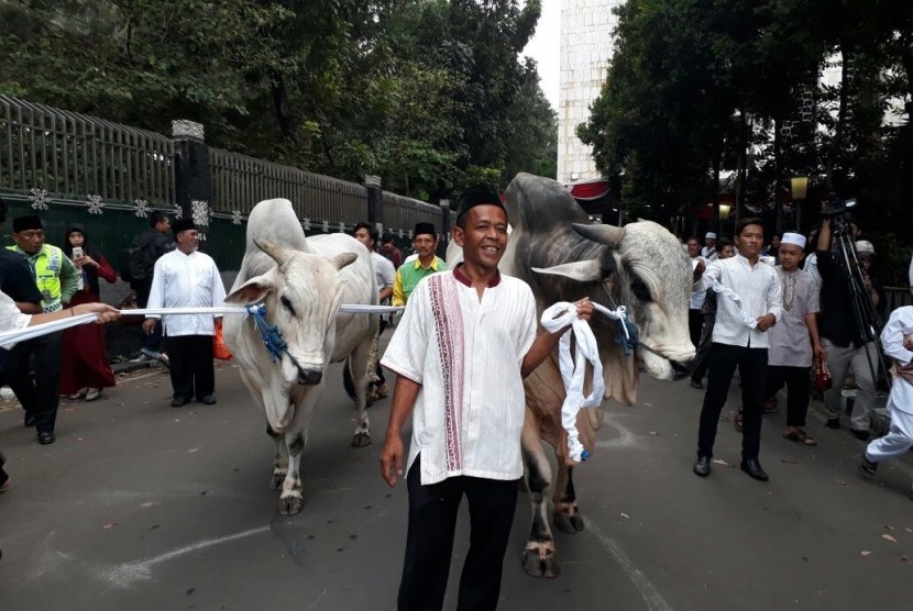 Sapi kurban dari Presiden Joko Widodo dan Wakil Presiden Jusuf Kalla menjadi objek foto warga yang melaksanakan Shalat Idul Adha di Masjid Istiqlal, Jakarta Jumat (1/9)