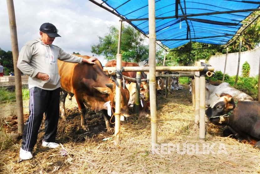 Sapi kurban dijual di pasar musiman di Jalan Situ Gede, Kelurahan Linggajaya, Kecamatan Cihideung, Kota Tasikmalaya, Selasa (23/8). (Republika/Fuji E Permana)