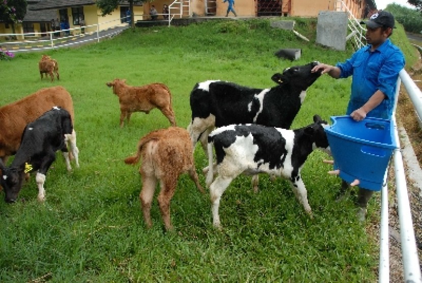 Sapi merupakan salah satu kontributor pemanasan global, karena faktor hidrokarbon yang dikeluarkannya.