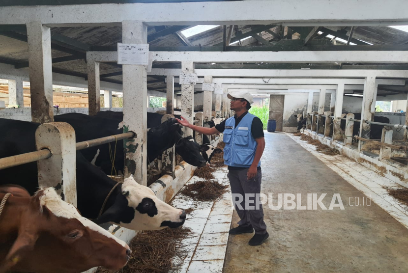 Sapi Milik Peternak di Lembang, Kabupaten Bandung Barat. Sapi di Wilayah Tersebut Dilaporkan Mati Mendadak dan Misterius.