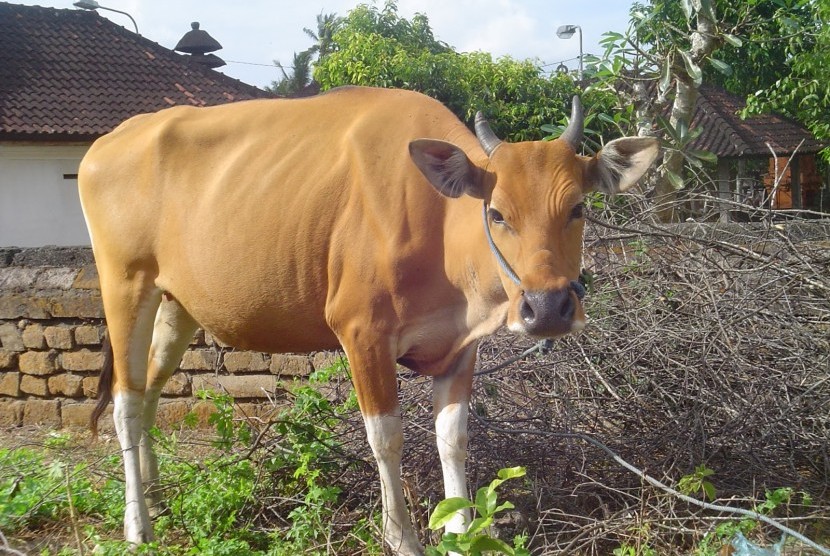 Pemerintah Beli Sapi  NTT untuk Mengisi Kapal Ternak 