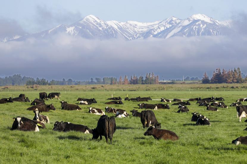 Sapi perah merumput di peternakan dekat Oxford, di Pulau Selatan Selandia Baru. Sapi dan susu adalah produk utama ekspor Selandia Baru ke Indonesia.