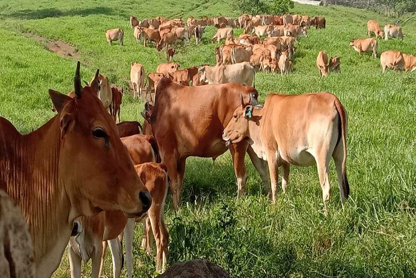 Sapi pesisir merupakan sapi lokal yang miliki sebaran asli di Sumbar. (Ilustrasi)