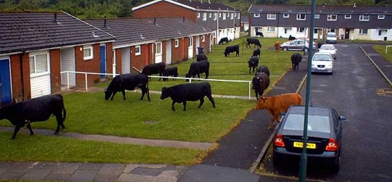 Sapi-sapi menyerbu rumah warga di Peacehaven setelah terlepas dari pengawasan pemiliknya.