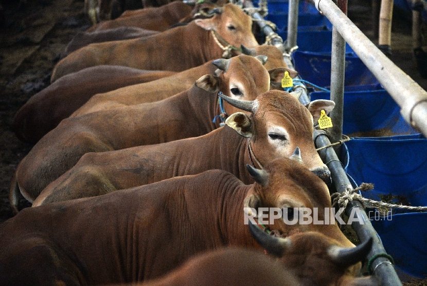  Sapi-sapi yang dijual untuk Qurban dipajang di Mall Hewan Qurban, Kelapa Dua, Jakarta Selatan, Rabu (9/8). 