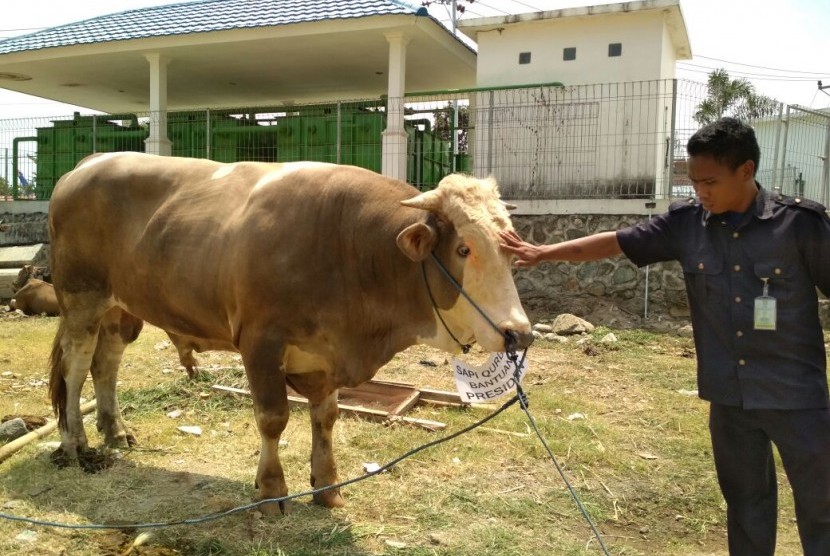 Sapi seberat 960 Kg sumbangan dari Presiden Joko Widodo berada di Islamic Center NTB. Rencananya sapi jenis simental akan disembelih usai Shalat Id di Masjid Hubbul Wathan, Islamic Center NTB, Kamis (31/8).