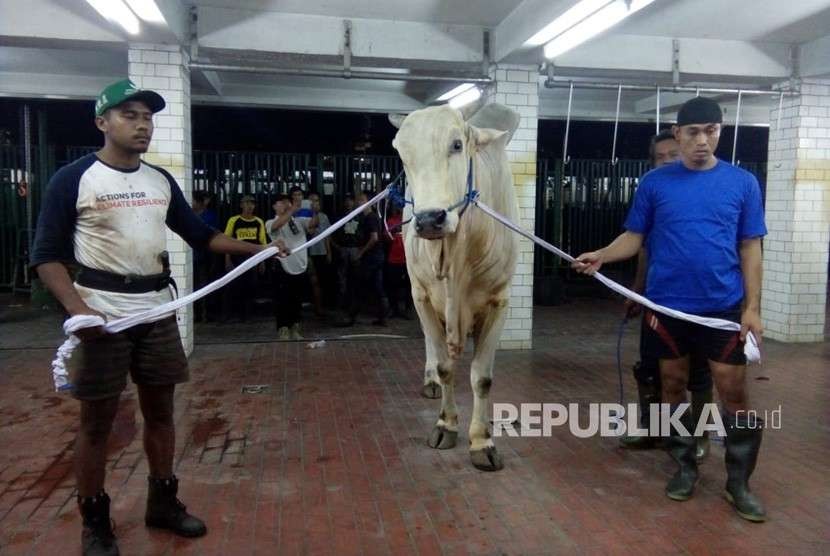 Sapi sumbangan Presiden Joko Widodo memiliki bobot 1,5 ton jenis peranakan ongol  disembelih di Rumah Pemotongan Hewan Masjid Istiqlal, Jakarta Pusat, Rabu (22/8) malam.