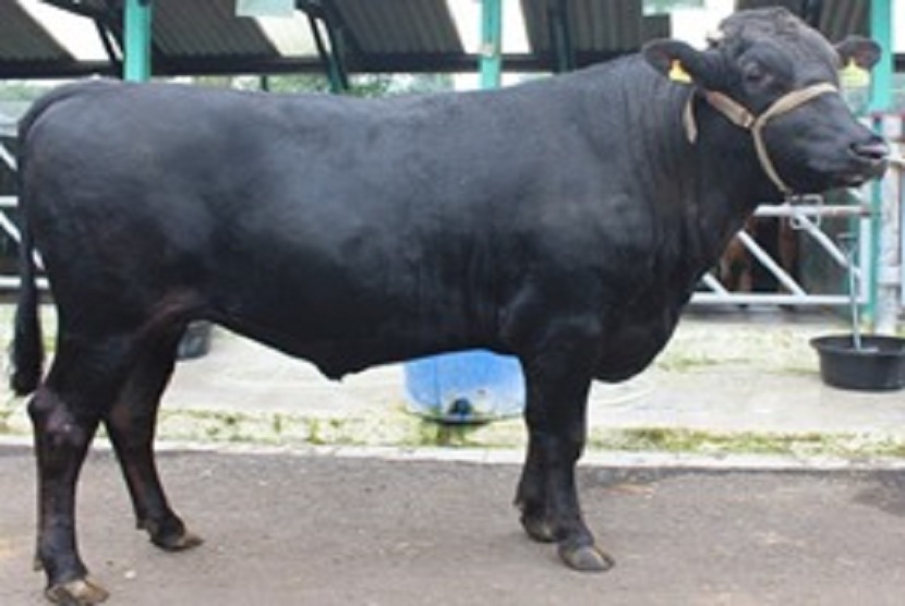 Kementan mengeluarkan Surat Keputusan (SK) tentang pelepasan introduksi rumpun sapi wagyu, untuk penuhi kebutuhan daging premium Indonesia.