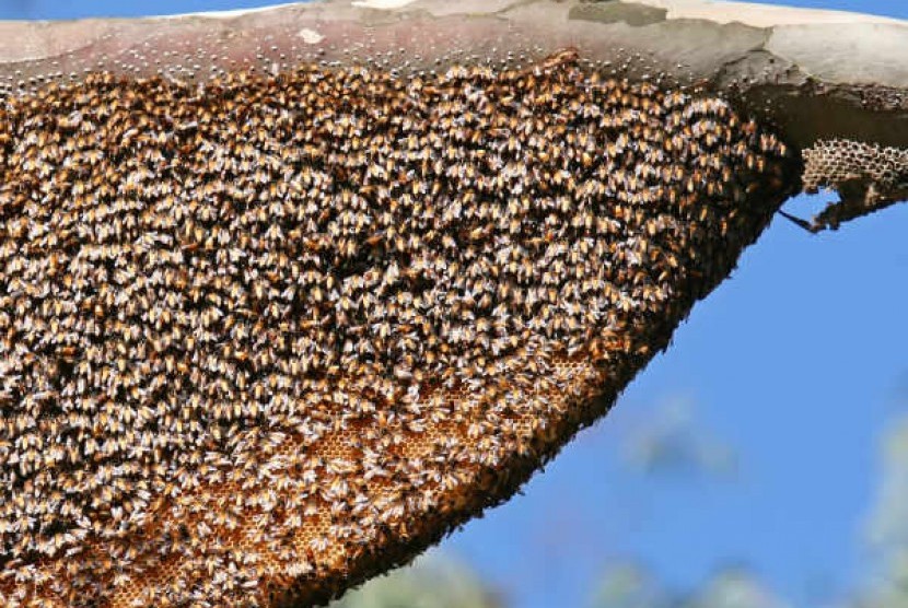 Sarang lebah