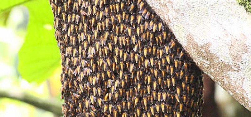 Sarang lebah (ilustrasi)