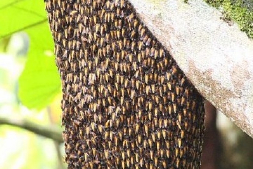 Sarang lebah (ilustrasi)