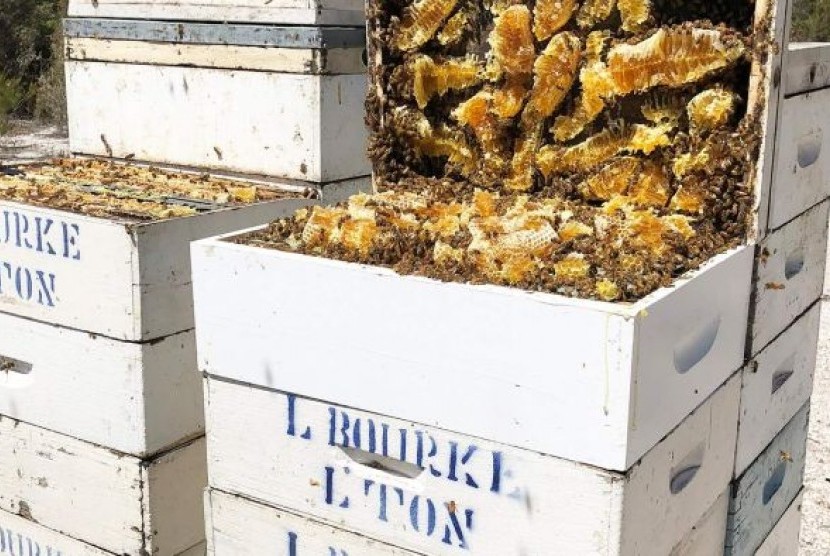 Sarang lebah penghasil madu manuka milik Lindsay Bourke asal Tasmania.