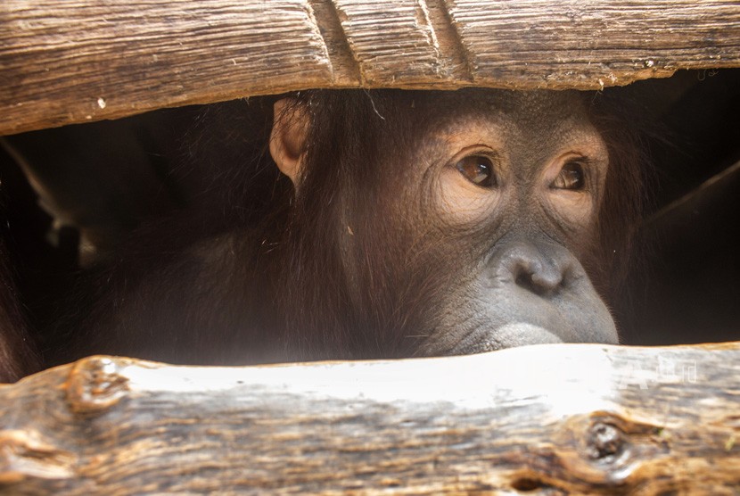 Orangutan Kalimantan (Pongo pygmaeus). (File photo)
