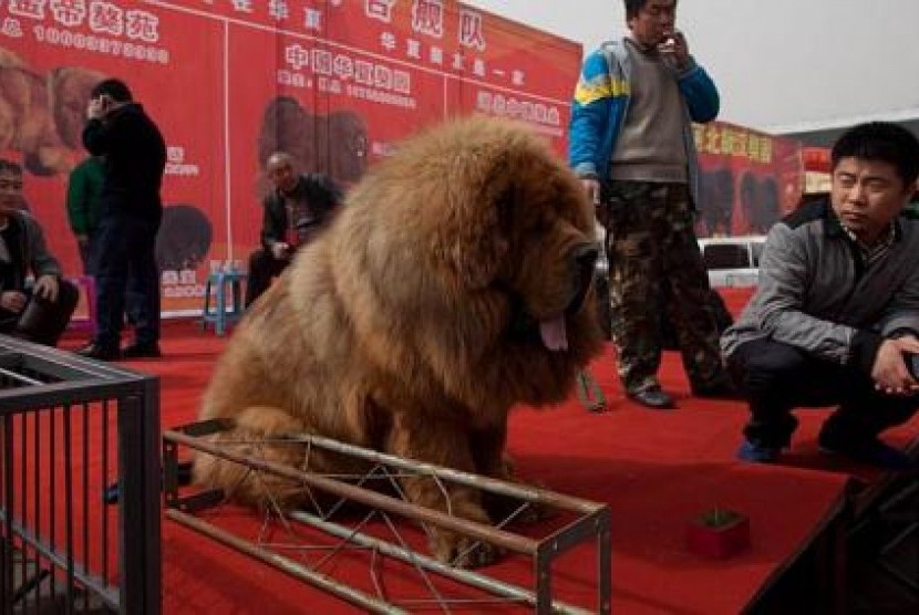 Seekor anjing Tibet dalam sebuah pameran di Cina. (ilustrasi)