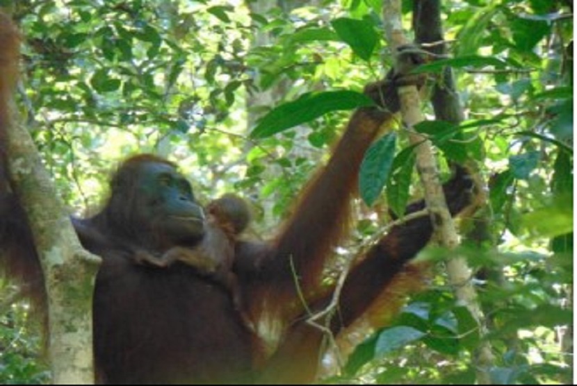 Satu individu bayi orangutan Kalimantan (Pongo pygmaeus) dari induk bernama Ilik kembali lahir di Suaka Margasatwa Lamandau. Kelahiran bayi orangutan ini menjadi yang ke 18 (delapan belas) dalam kurun waktu tahun 2016 - 2021 di Suaka Margasatwa yang terletak di Provinsi Kalimantan Tengah tersebut.