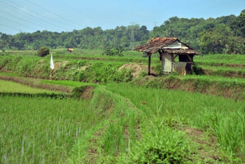 Ilustrasi pertanian sebagai bagian ketahanan pangan. Indonesia penting memperkuat ketahanan pangan hadapi krisis 
