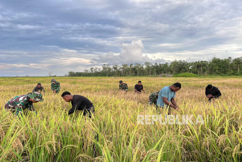 Sawah cetak seluas empat hektare  di Kampung Wanam untuk pertama kalinya berhasil dipanen, Jumat (16/5/2025). Hasil panen sebanyak 2,5-2,8 ton per hektare. 