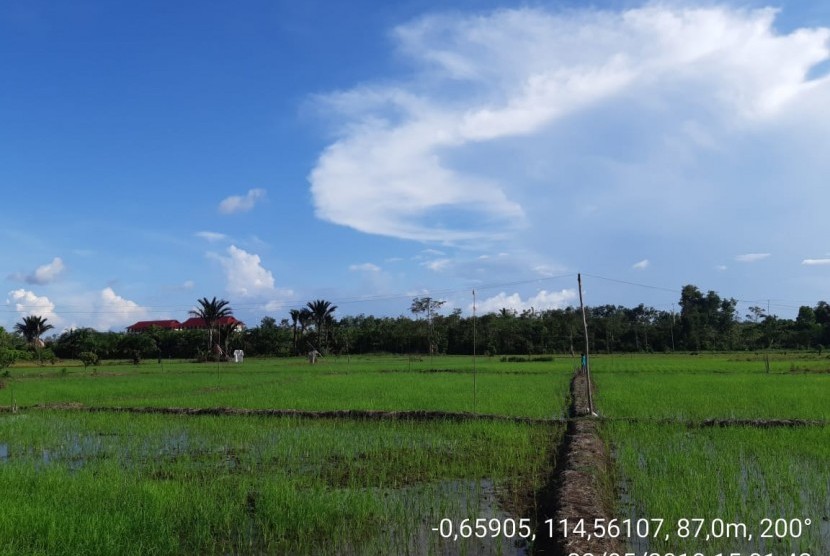 Sawah di lahan kering Kalimantan Tengah.