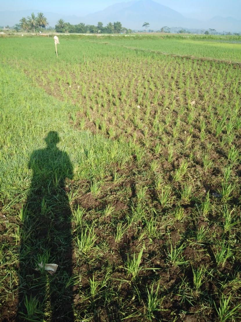 Dinas Pertanian Garut Respons Keluhan Petani Bangkonol Republika Online