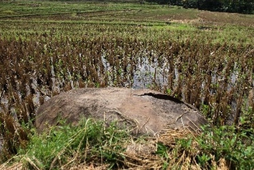 Hama wereng batang coklat menyerang lahan 29,4 ha sejak awal tahun. Sawah (ilustrasi)